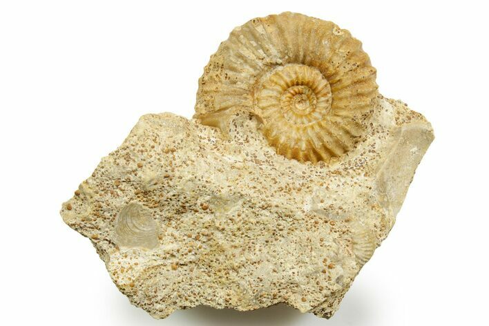 Jurassic Ammonite (Strenoceras) Fossil - Évrecy, France #367806